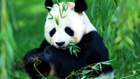hongybarrosz