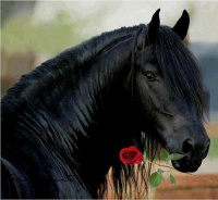BLACKHORSE