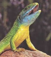 Lezard666