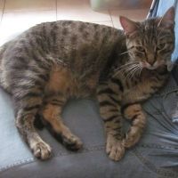 cleopatre