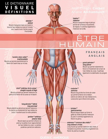 Le Dictionnaire Visuel Définitions - Être humain - Jean-Claude Corbeil