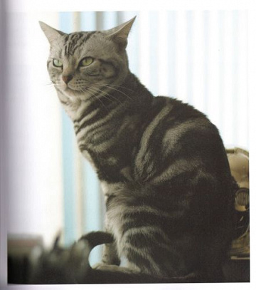 Toi mon Chat