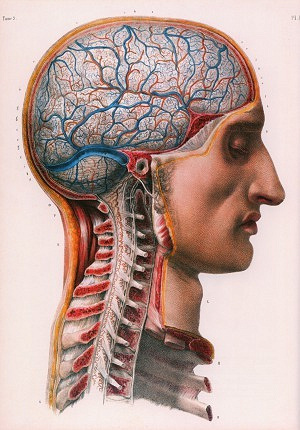 J.M. Bourgery, N.H. Jacob, Jean-Marie Le Minor, Henri Sick - Atlas of Human Anatomy and Surgery, Volume 3: Nevrologia